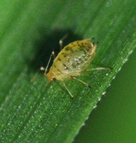 Myzus ornatus